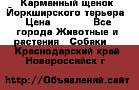Карманный щенок Йоркширского терьера › Цена ­ 30 000 - Все города Животные и растения » Собаки   . Краснодарский край,Новороссийск г.